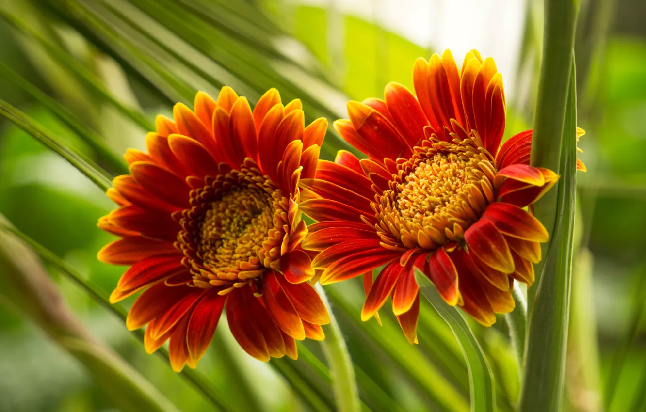 Photo wallpaper flowers, orange, Duo, gerbera, bokeh