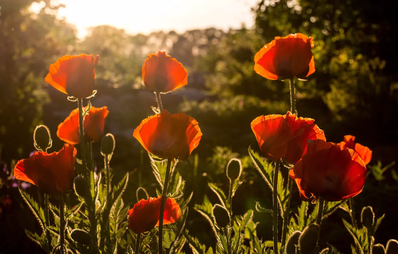 Photo wallpaper light, sunset, flowers, red, Maki