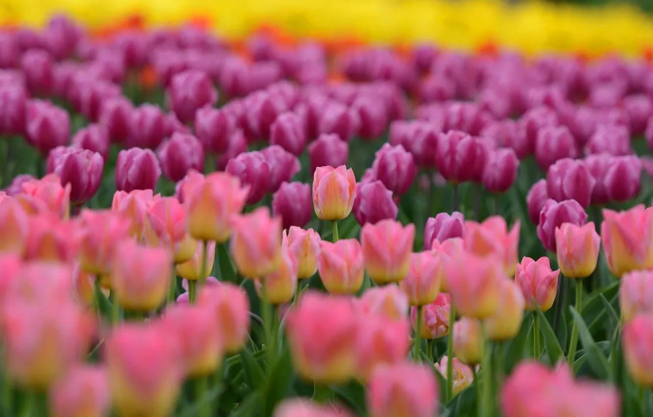 Photo wallpaper flowers, yellow, blur, spring, tulips, pink, buds, flowerbed