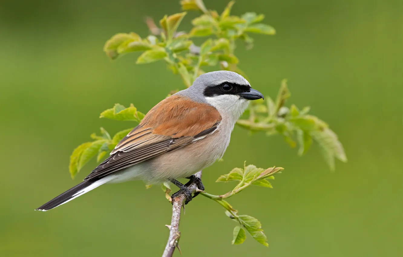 Photo wallpaper bird, branch, bird, red-backed Shrike