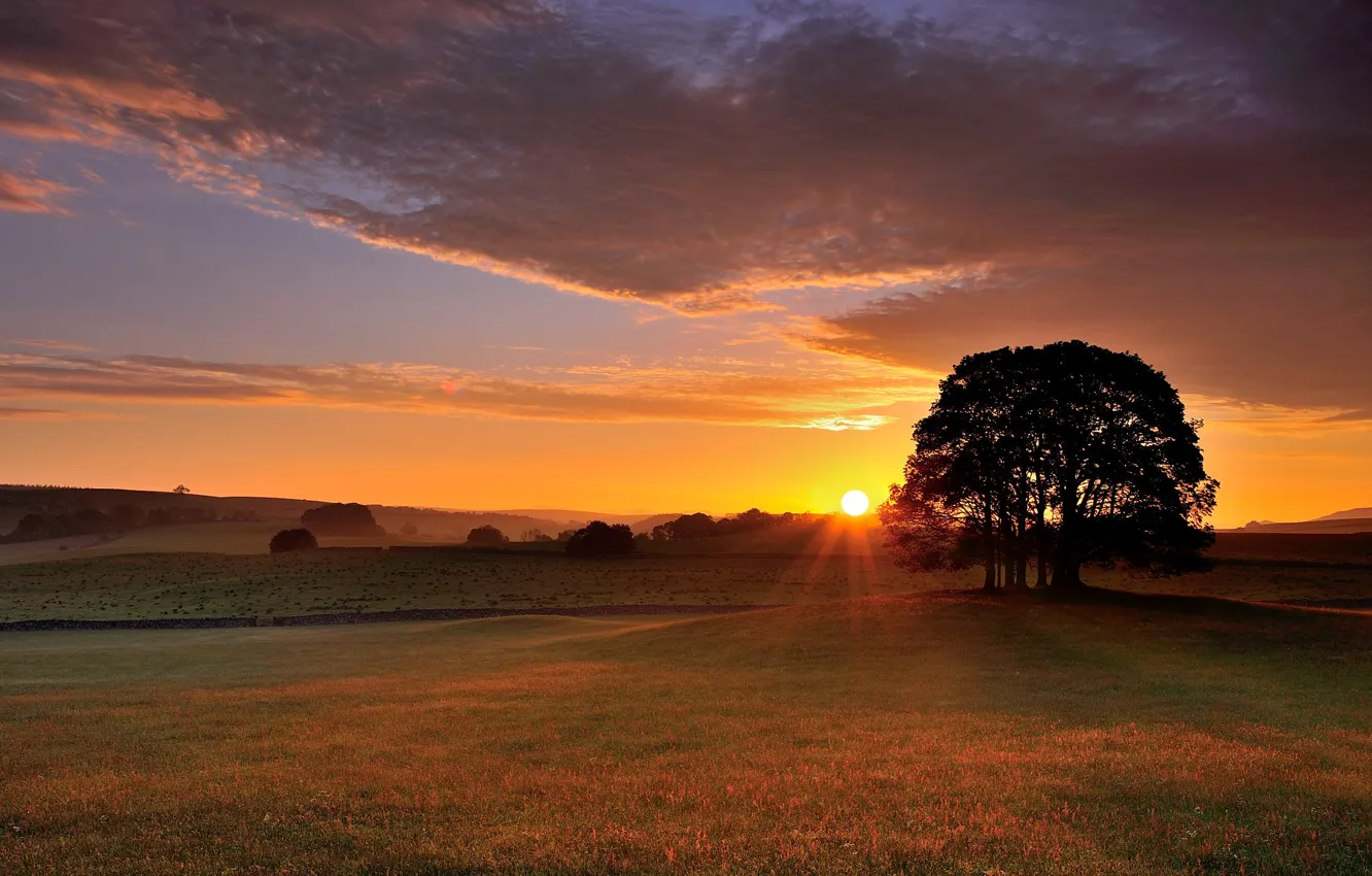 Photo wallpaper field, trees, sunset