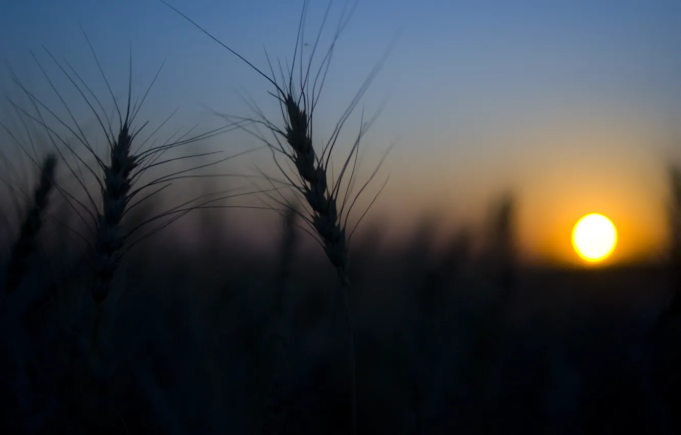Photo wallpaper wheat, field, the sun, nature, Sunset