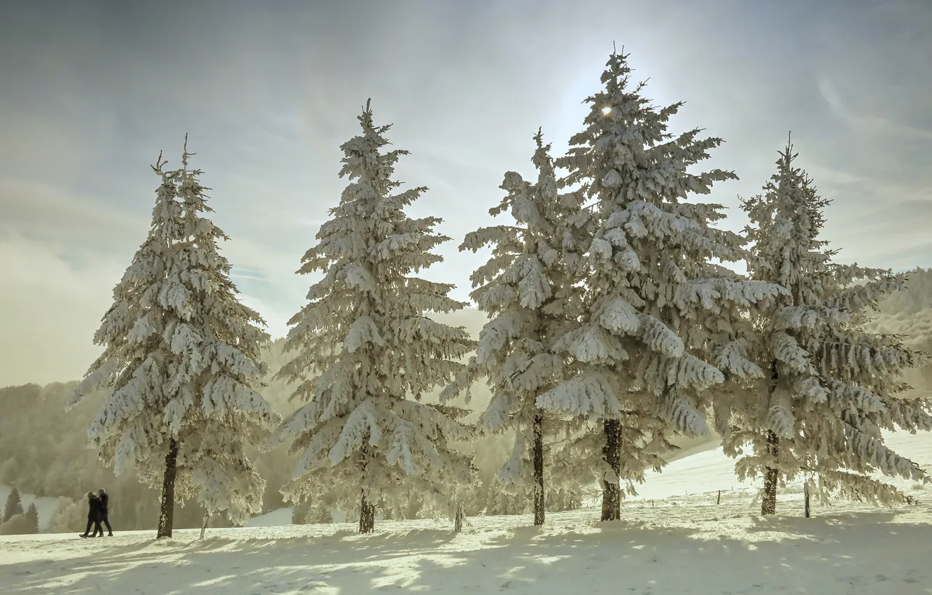 Photo wallpaper winter, frost, forest, the sky, the sun, clouds, light, snow