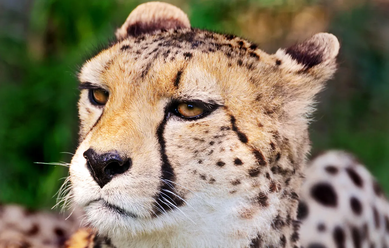 Photo wallpaper face, Cheetah, harsh