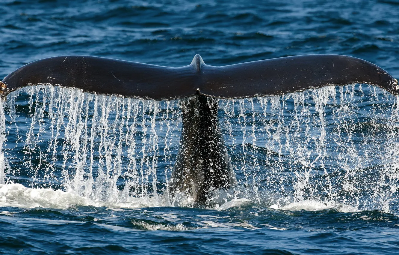 Photo wallpaper sea, nature, kit