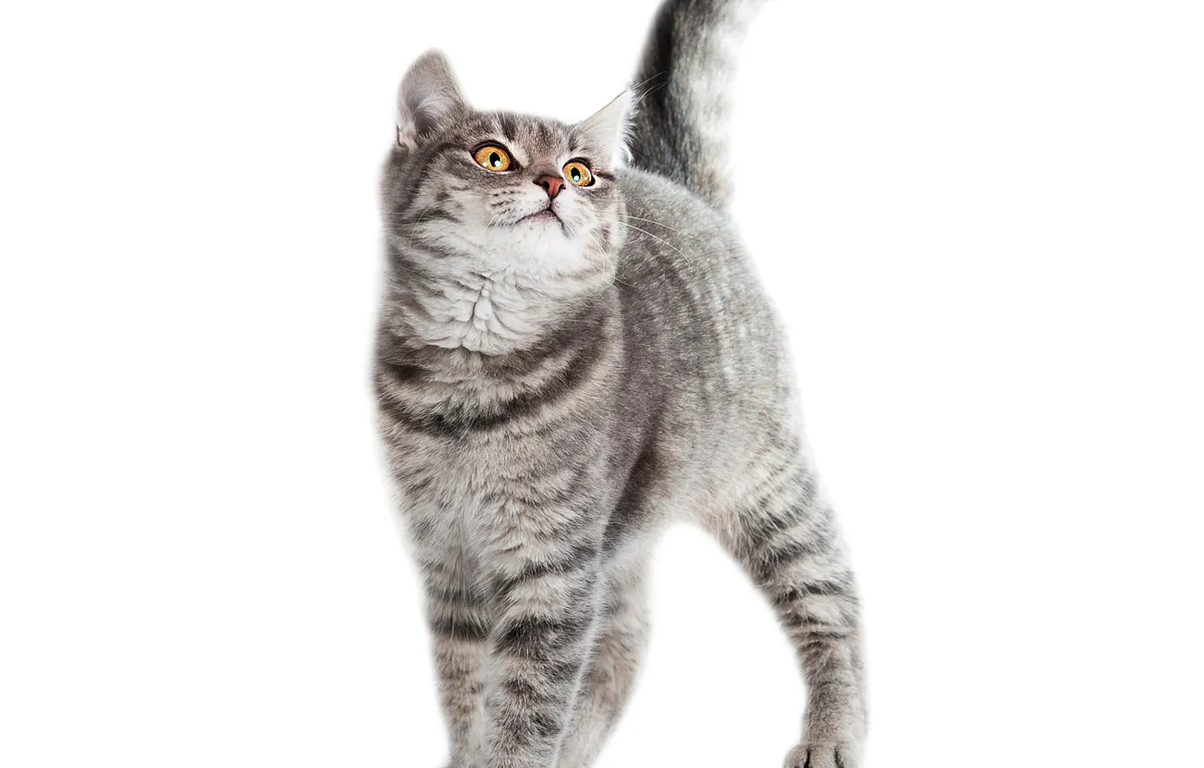 Photo wallpaper cat, grey, white background