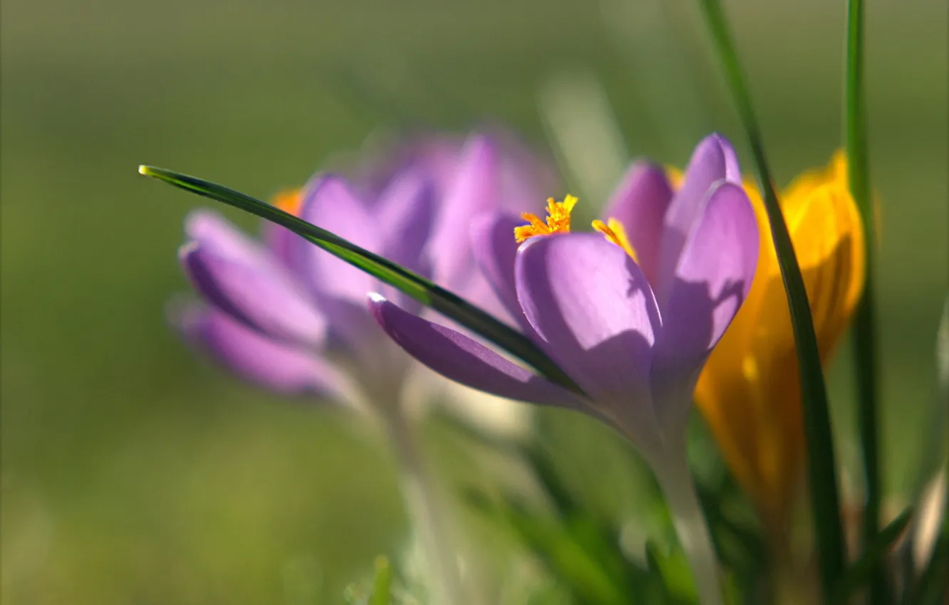 Photo wallpaper orange, blur, crocuses, lilac
