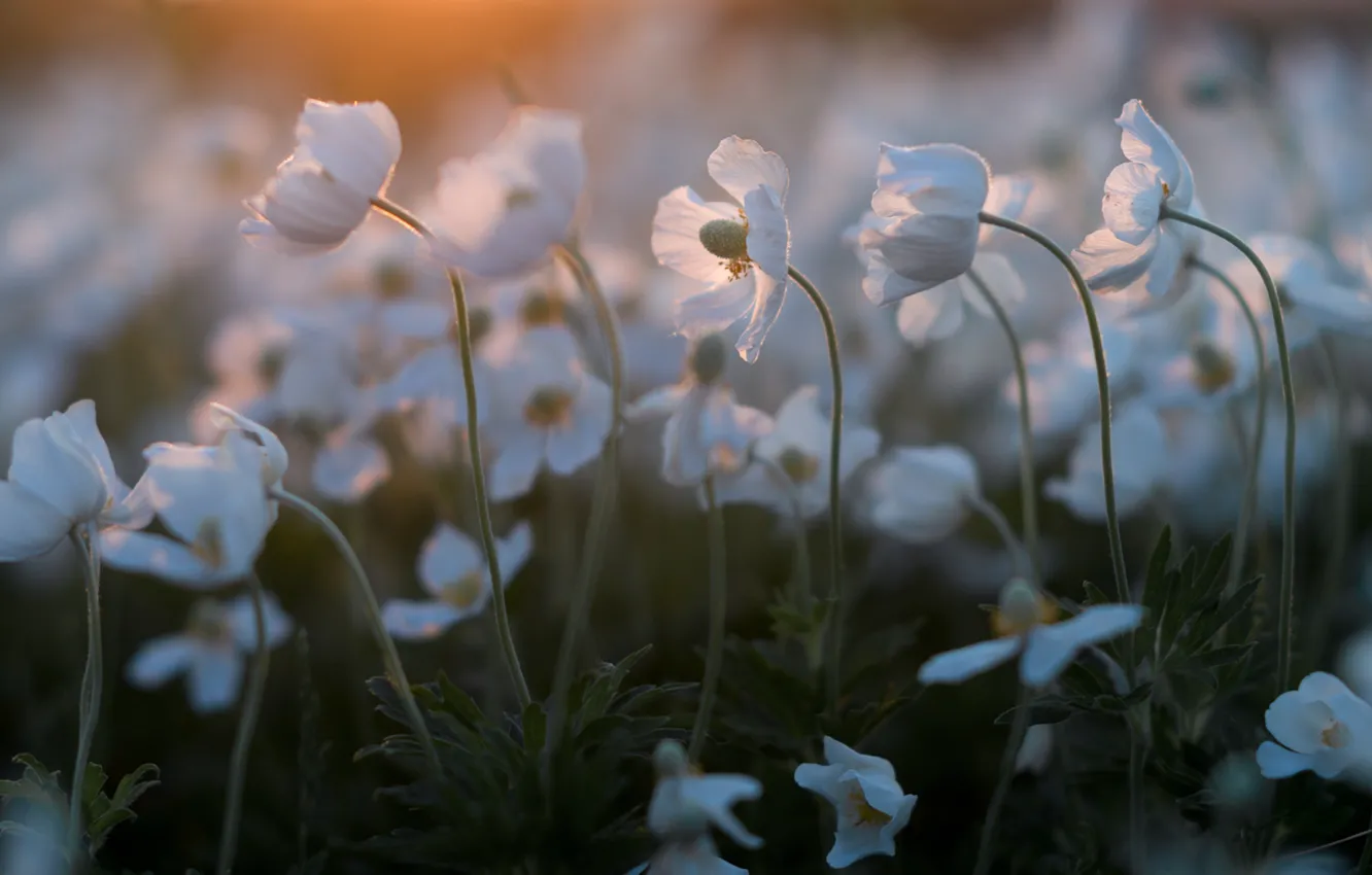 Photo wallpaper white, anemones, anemone
