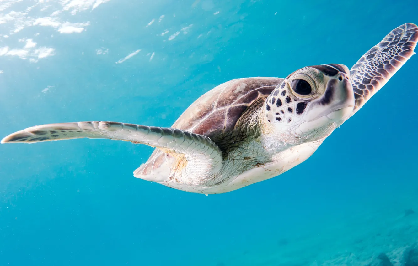 Photo wallpaper the ocean, turtle, under water