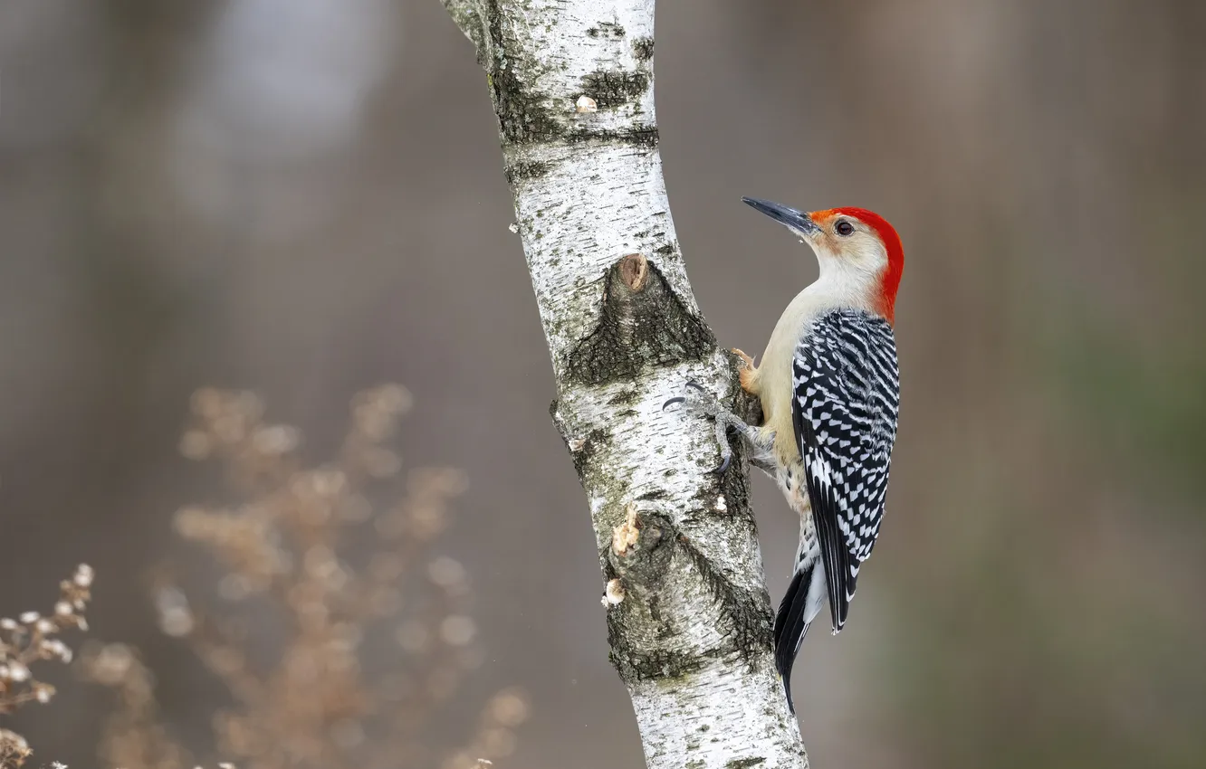 Photo wallpaper trees, nature, bird, woodpecker, trunk, grey background, birch, woodpecker Golden