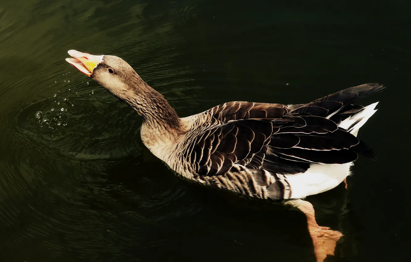 Photo wallpaper bird, water, wings, feathers, liquid, pond, duck