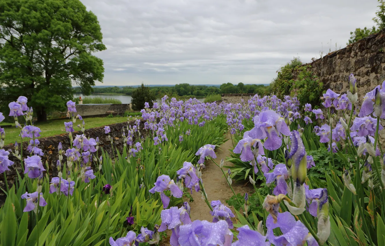 Photo wallpaper the sky, clouds, trees, flowers, Park, spring, dal, path