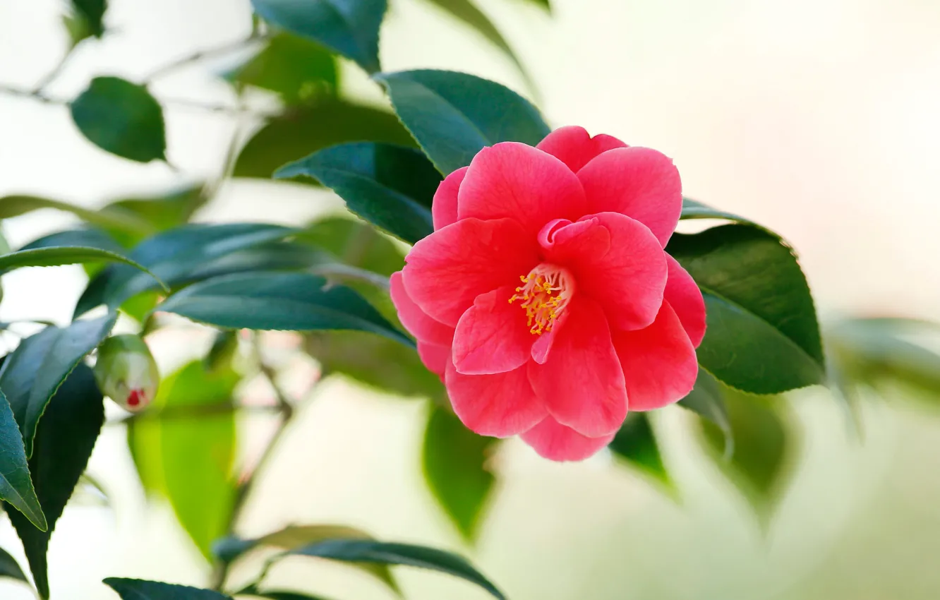 Photo wallpaper flower, leaves, background, red, bokeh, Camellia