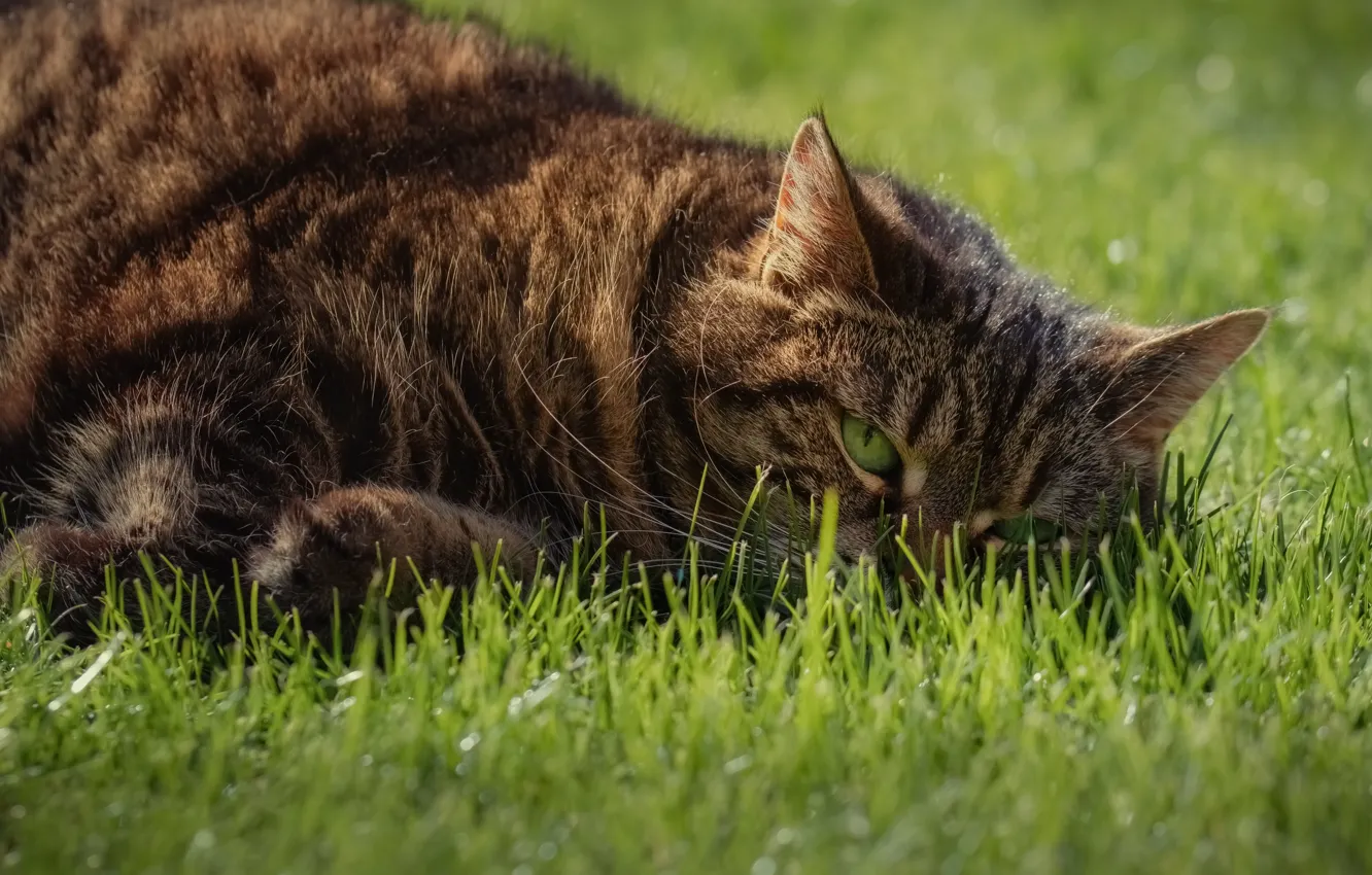 Photo wallpaper cat, grass, cat, look, face, grey, relax, portrait