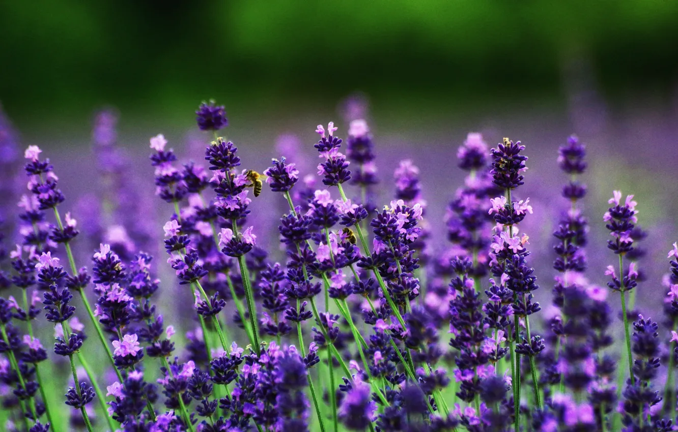 Photo wallpaper bees, lavender, bokeh
