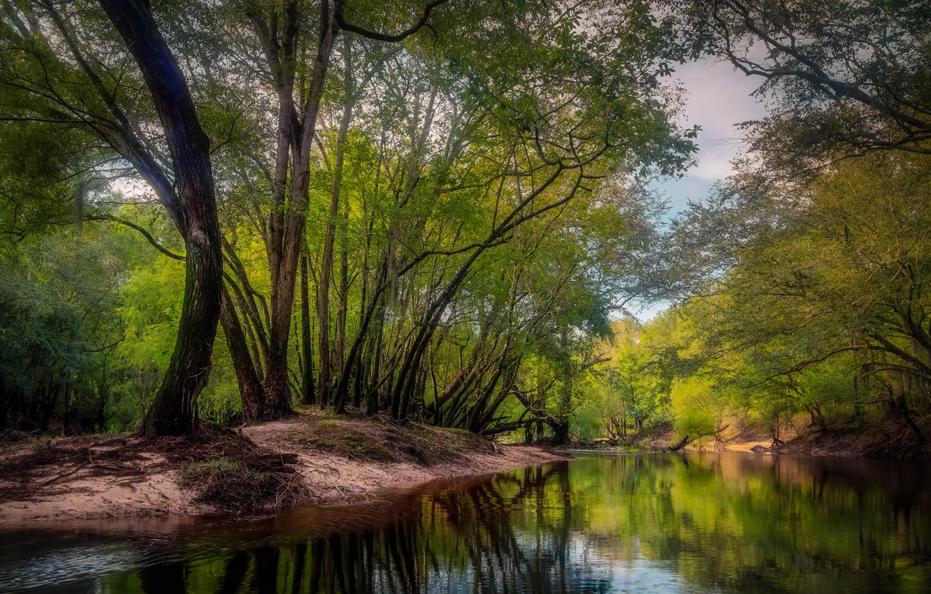 Photo wallpaper forest, trees, river, thickets