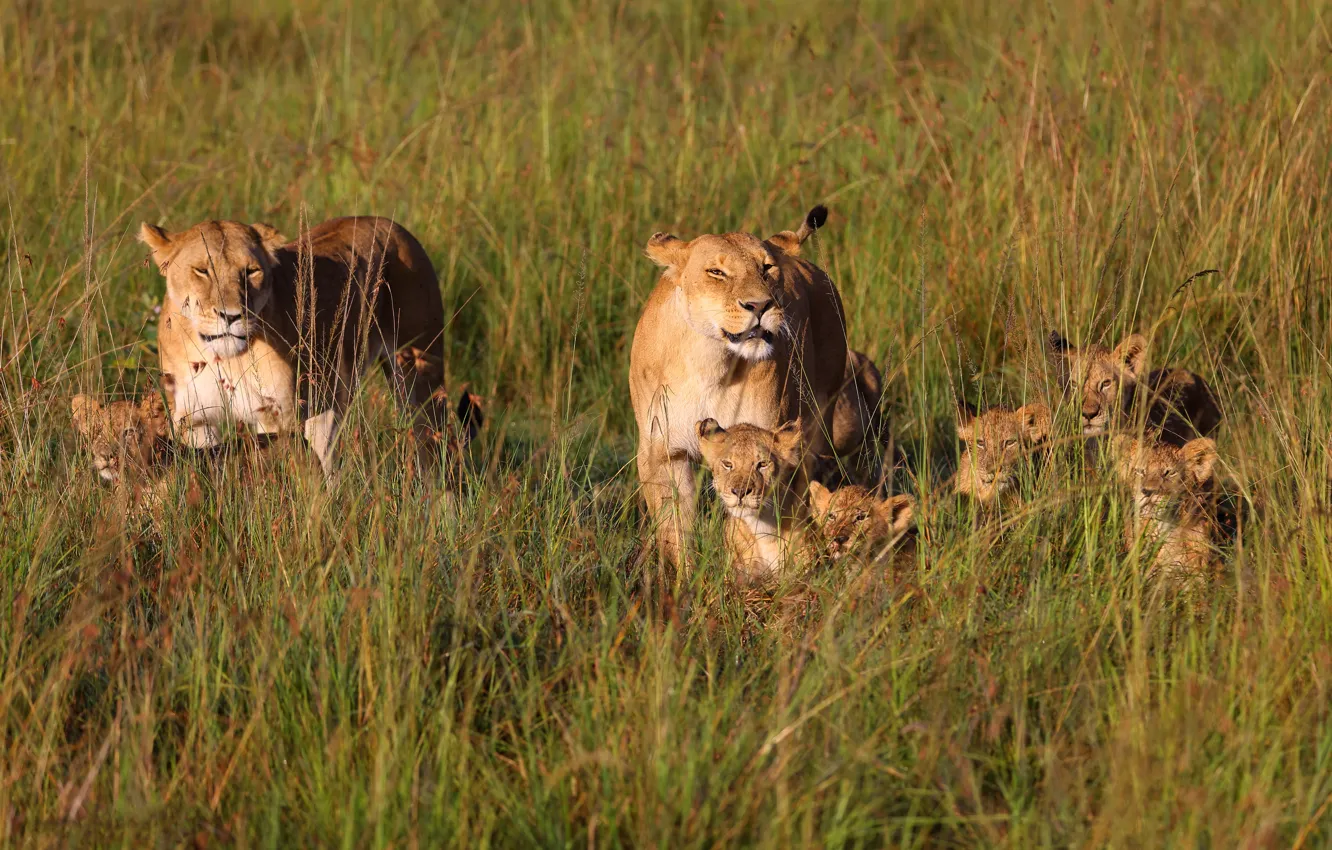 Photo wallpaper field, grass, kids, lions, the cubs, lioness, mom, family