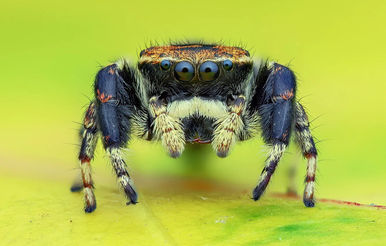 Photo wallpaper eyes, macro, black, spider, yellow background, jumper, jumper, spider
