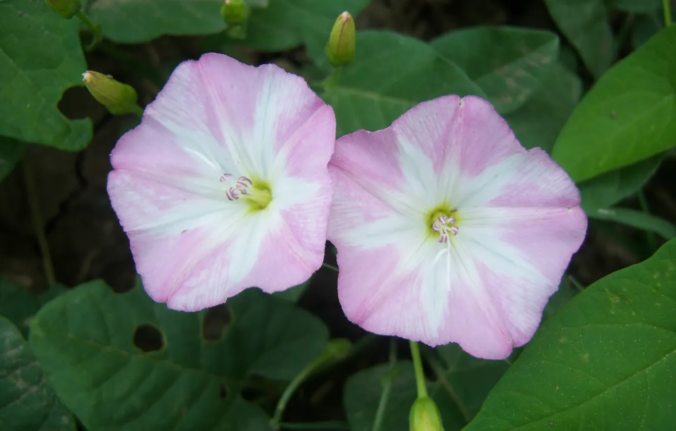 Photo wallpaper flowers, birch, convolvulus arvensis, Meduzanol ©