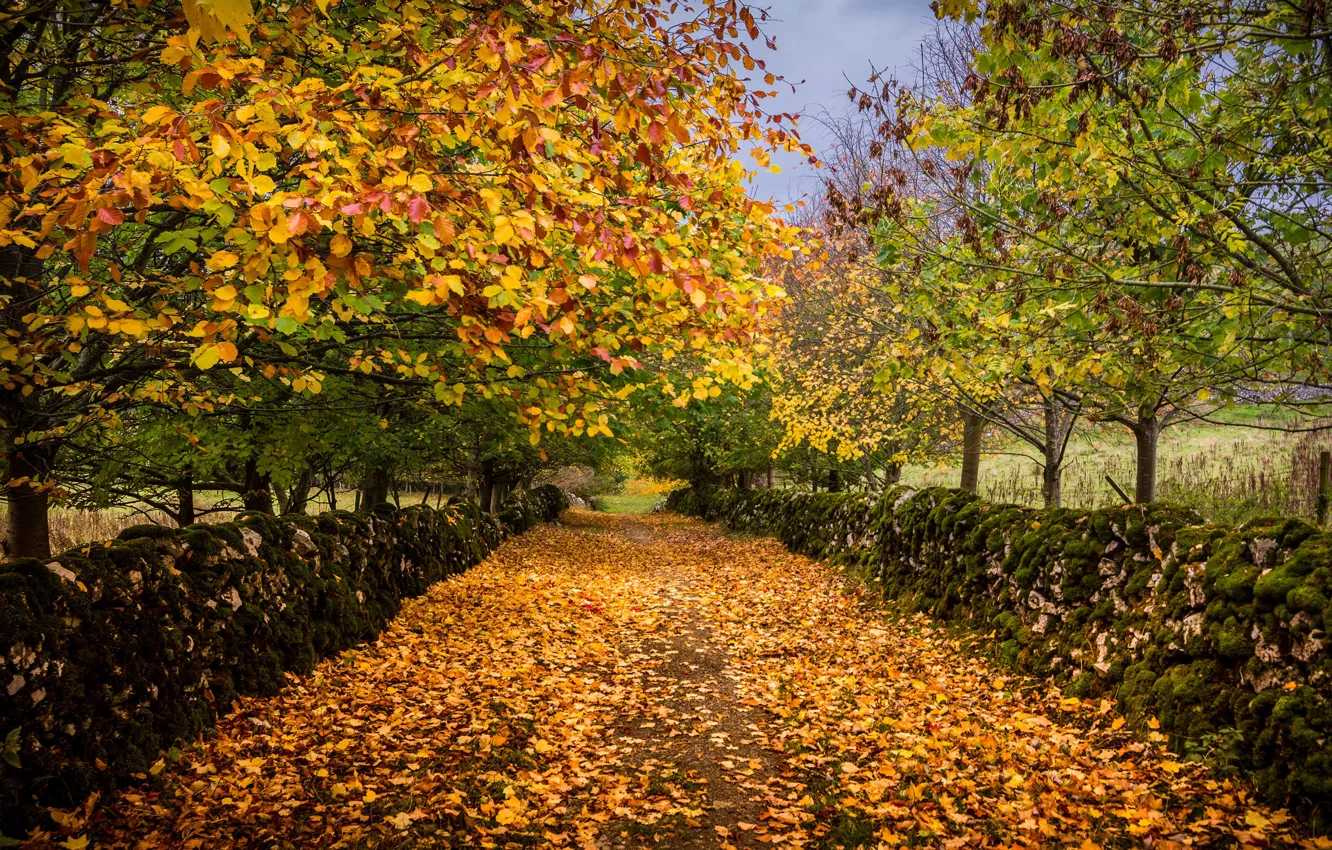 Photo wallpaper autumn, trees, Park, foliage