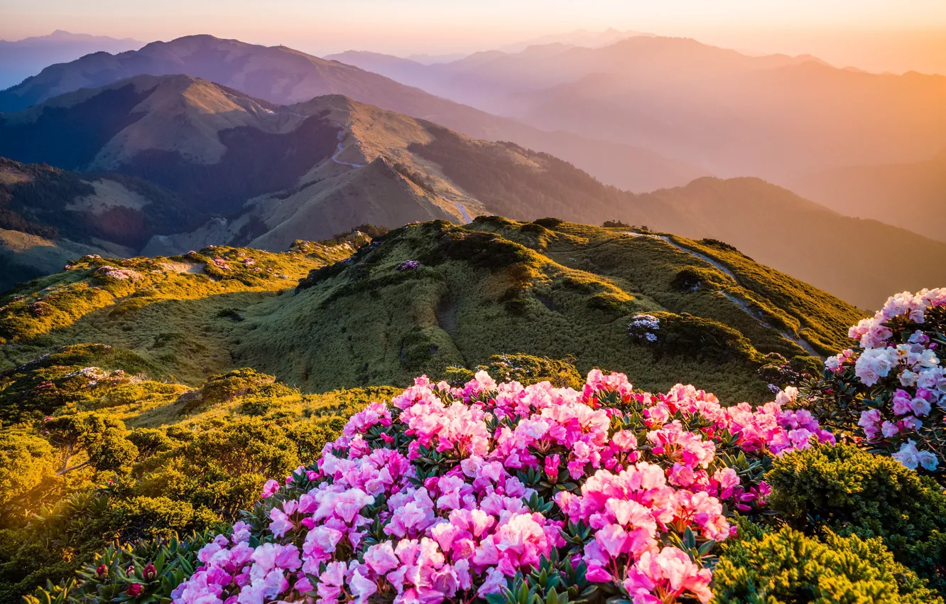 Photo wallpaper greens, light, flowers, mountains, nature, fog, hills, bright