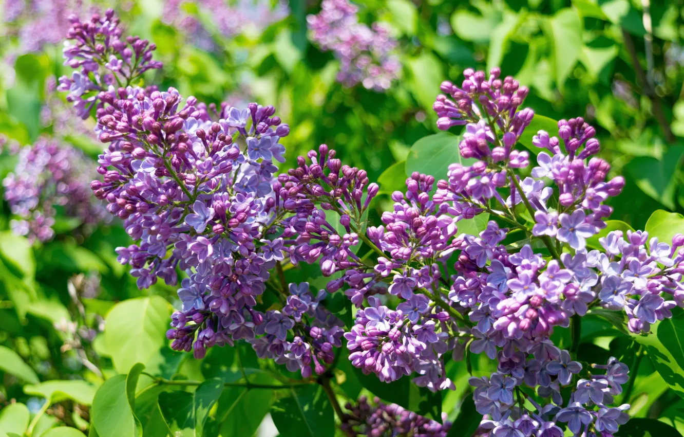 Photo wallpaper flowers, spring, may, lilac