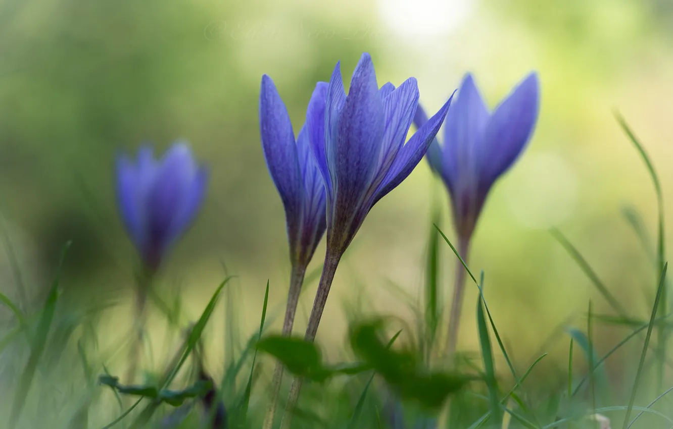 Photo wallpaper grass, flowers, blur, spring, crocuses, lilac, bokeh