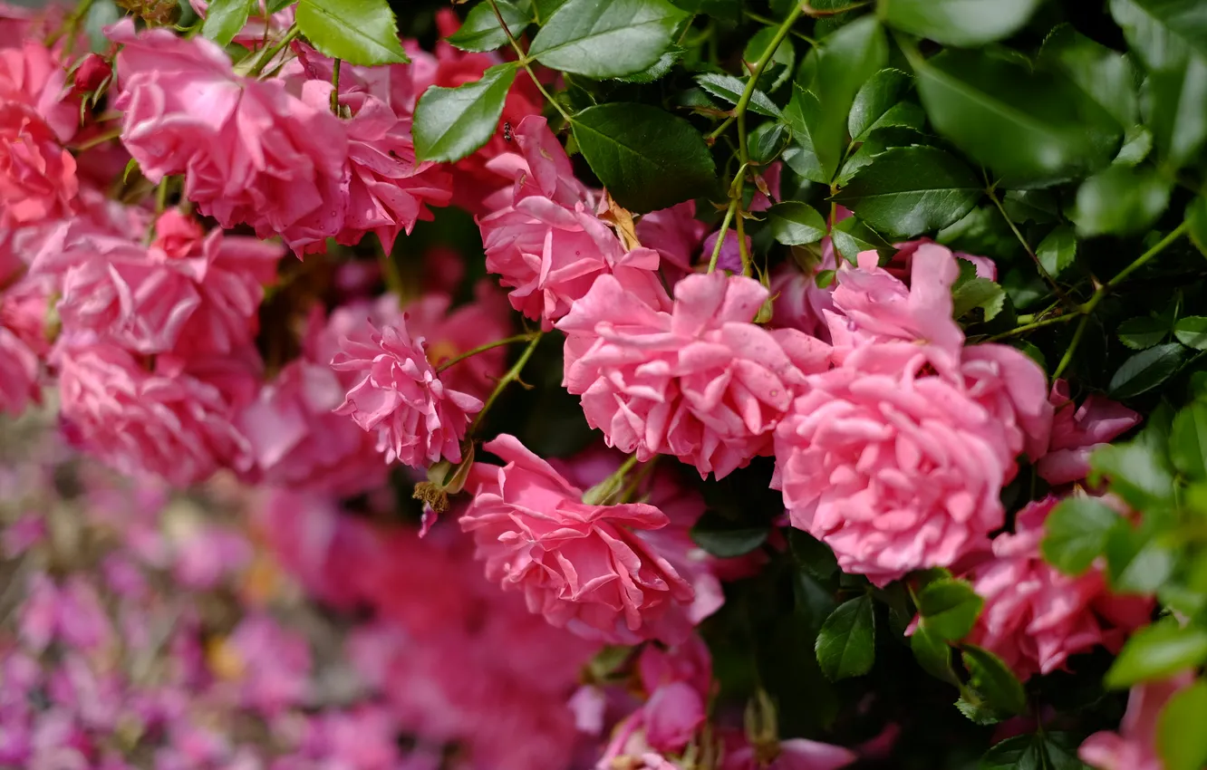 Photo wallpaper flowers, roses, garden