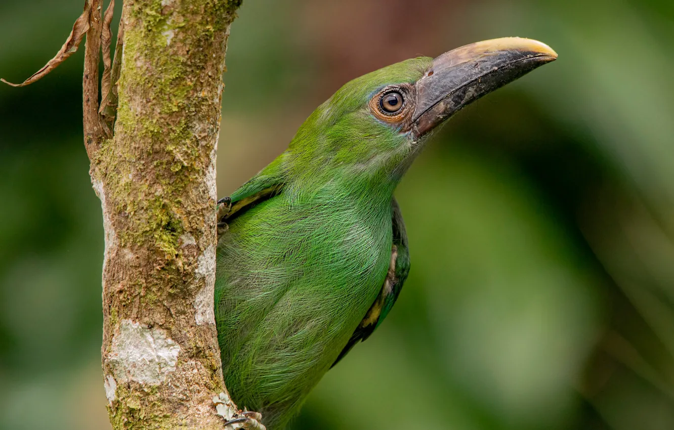 Photo wallpaper background, tree, bird, beak, green, Will toucanet