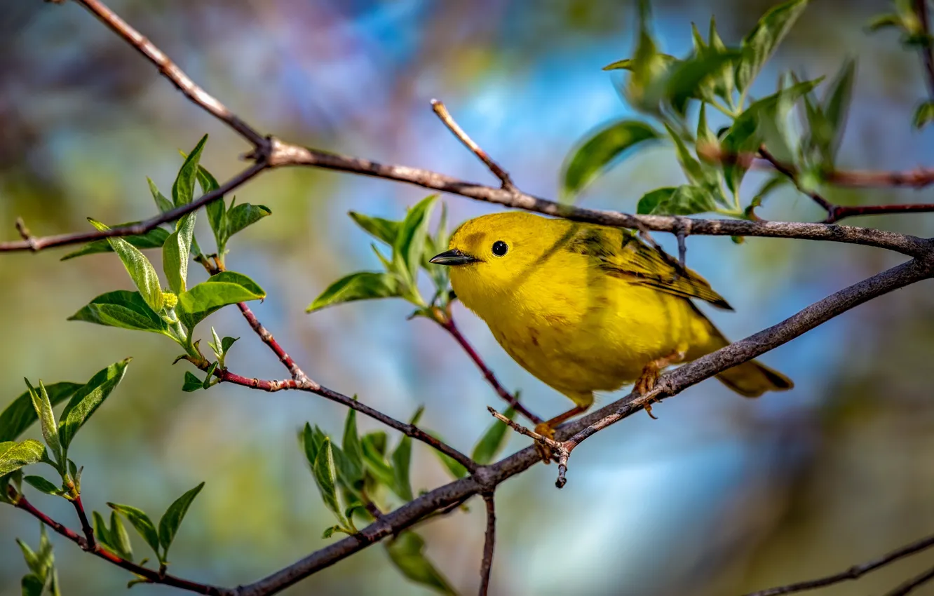 Photo wallpaper light, trees, branches, yellow, bird, spring, bokeh, a woodland songster