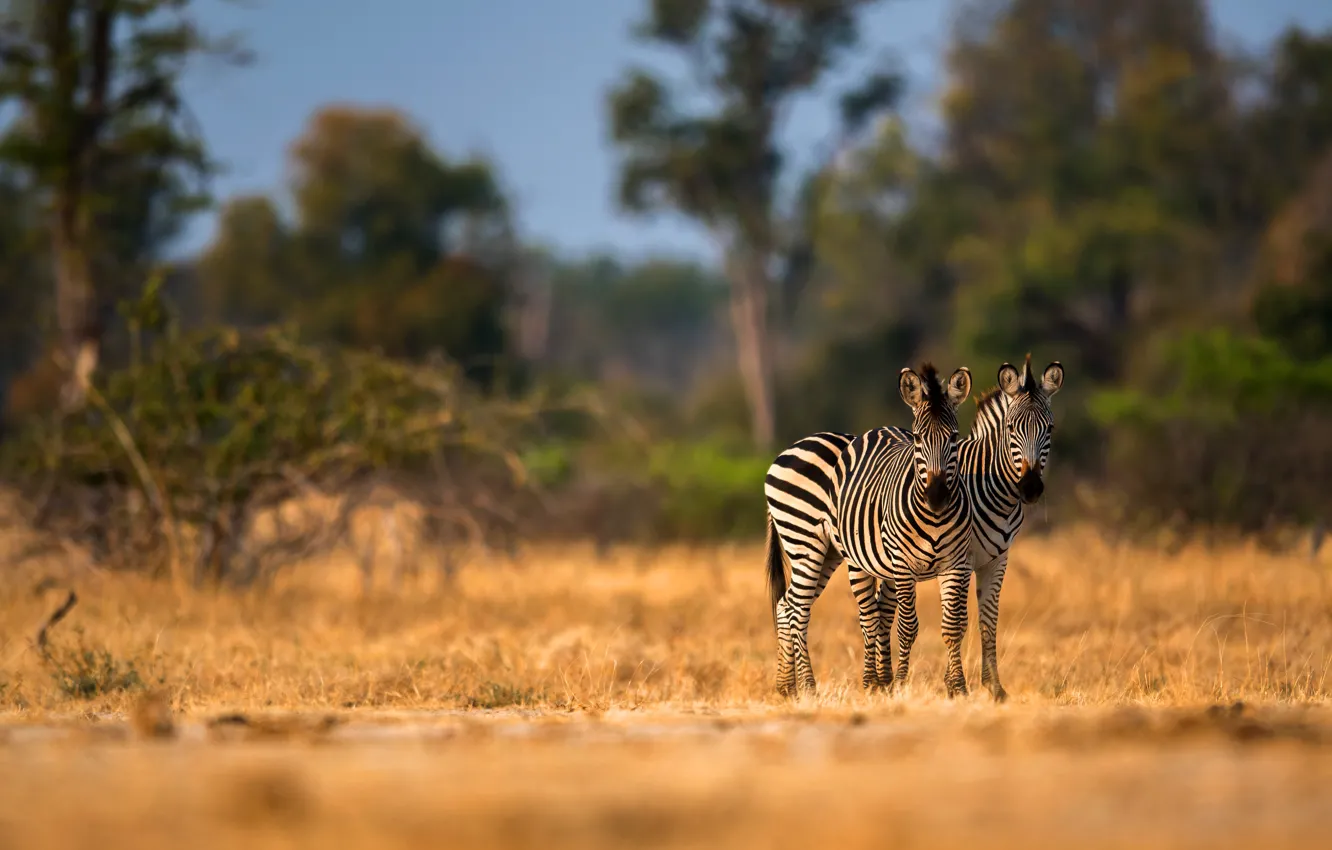 Photo wallpaper field, Zebra, pair, Savannah, two zebras