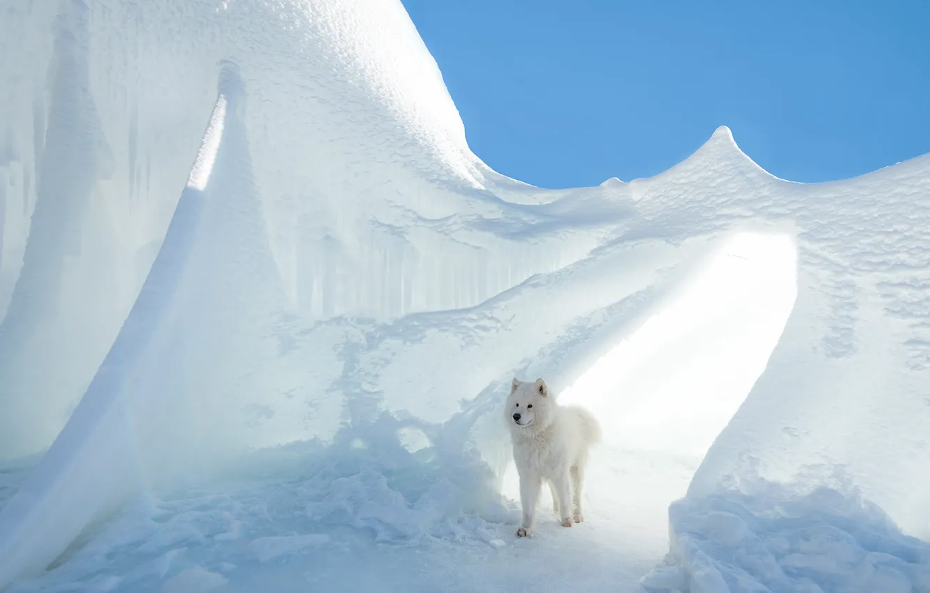 Photo wallpaper ice, winter, white, light, snow, nature, dog, glacier