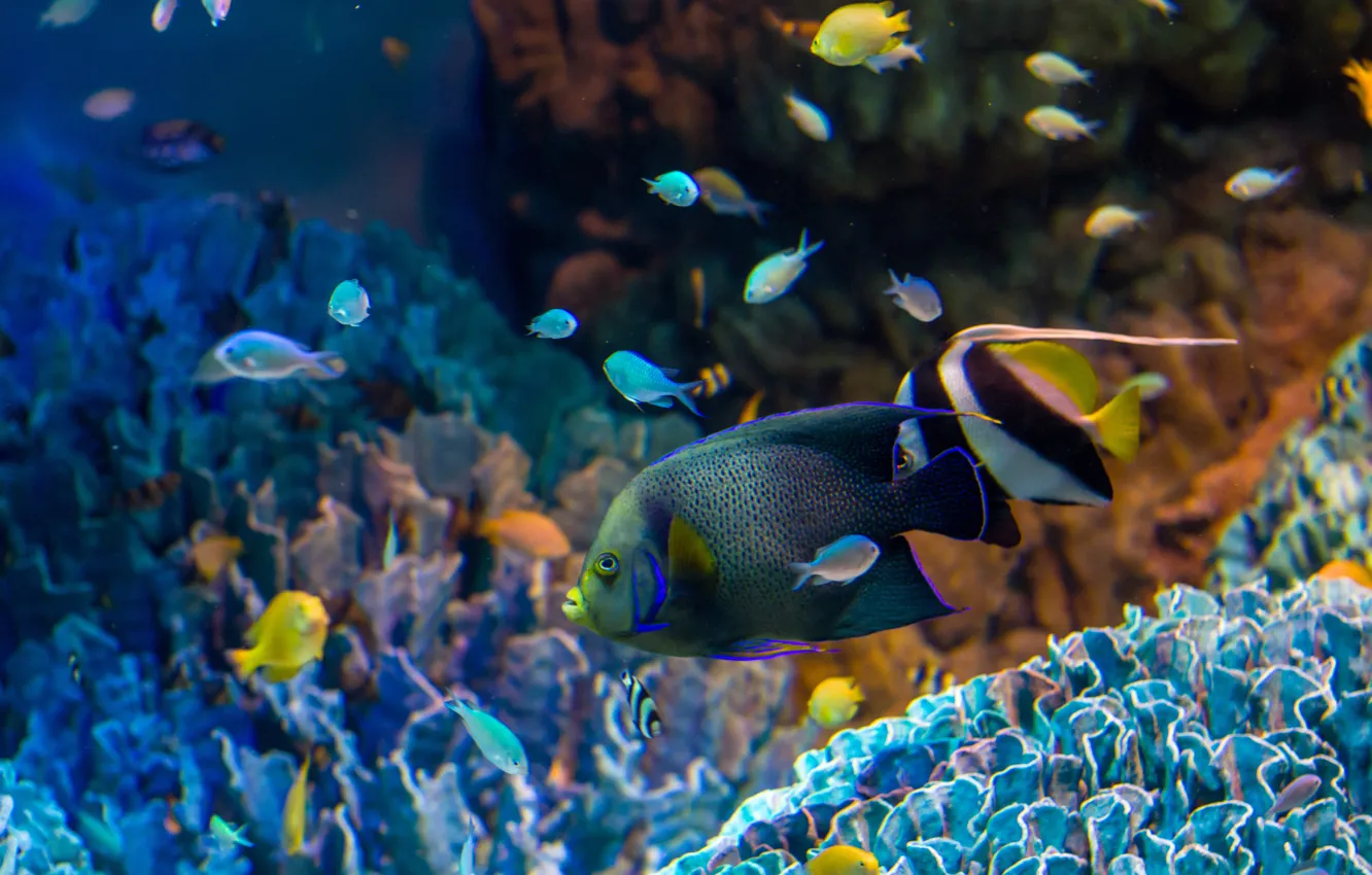 Photo wallpaper aquarium, fish, corals