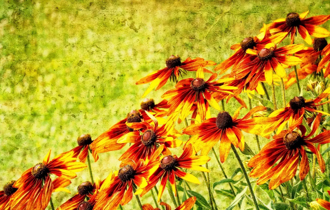 Photo wallpaper flowers, nature, background