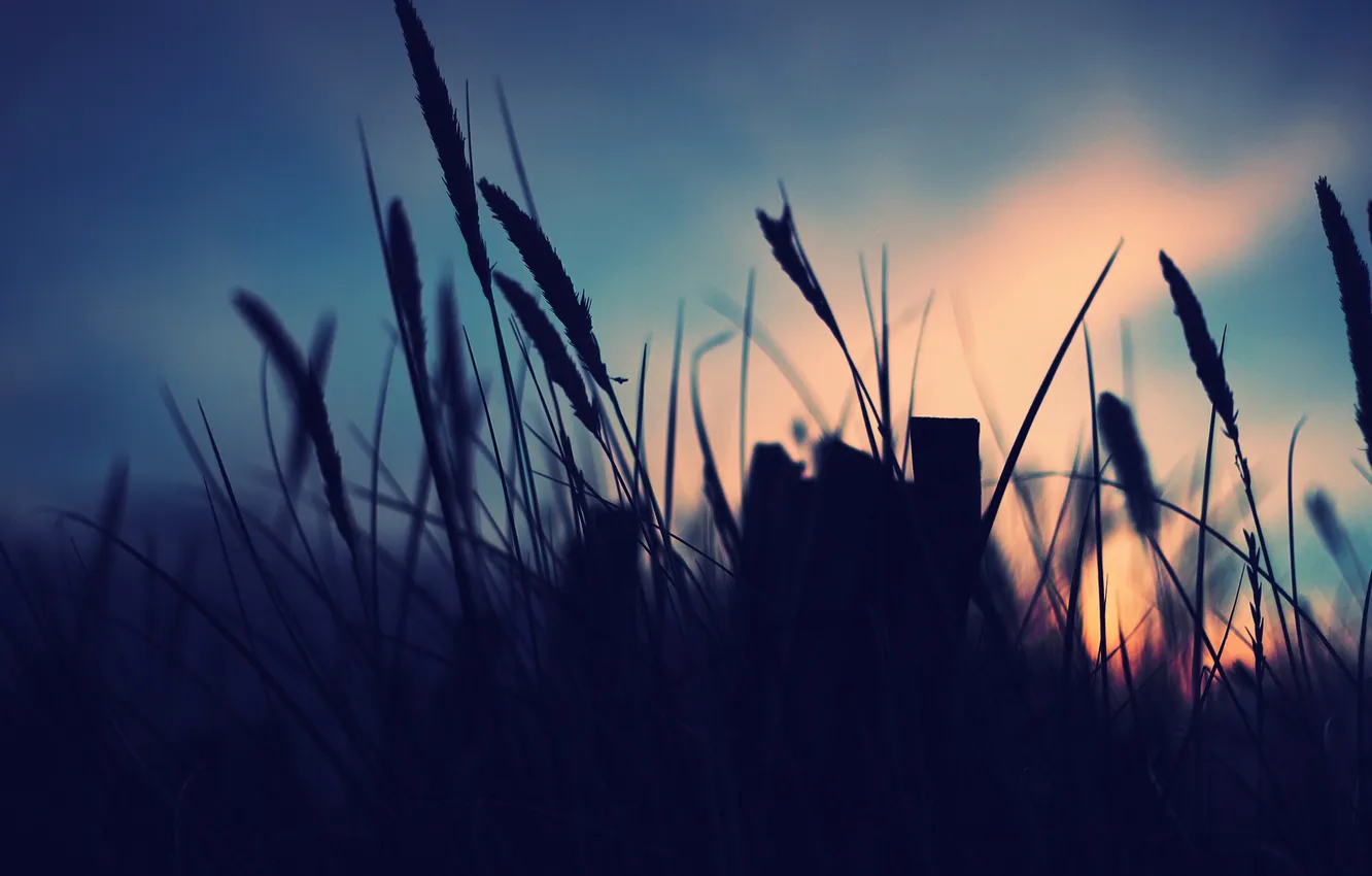 Photo wallpaper the sky, grass, macro, sunset, plant