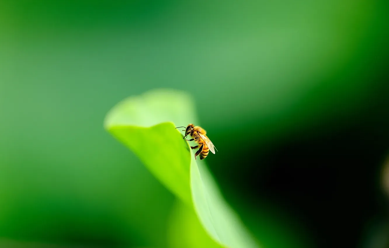 Photo wallpaper nature, bee, background