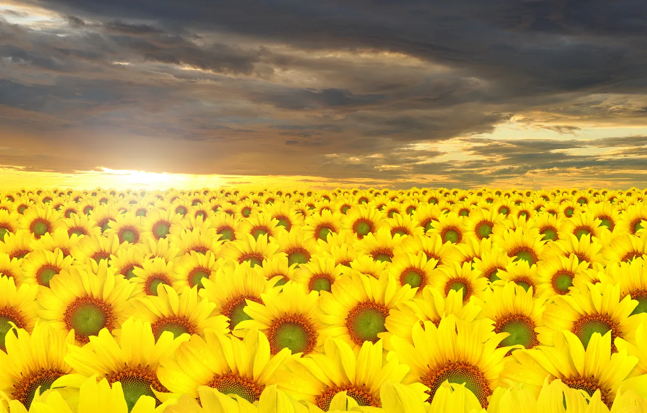 Photo wallpaper the sky, clouds, sunflowers, landscape, sunset, flowers, nature