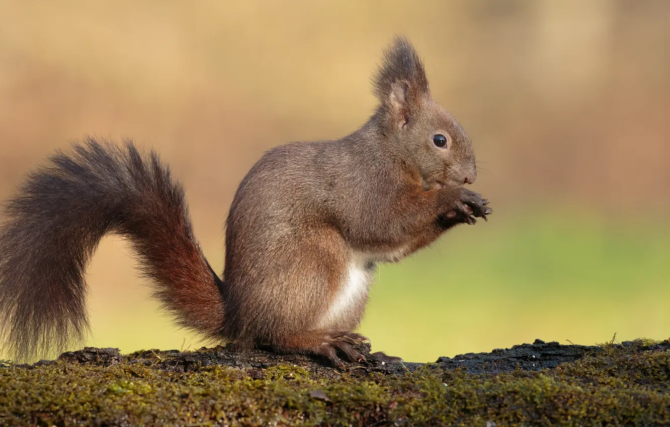 Photo wallpaper protein, rodent, queer