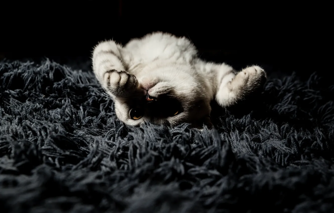 Photo wallpaper cat, pose, grey, the game, legs, pile, lies, Mat