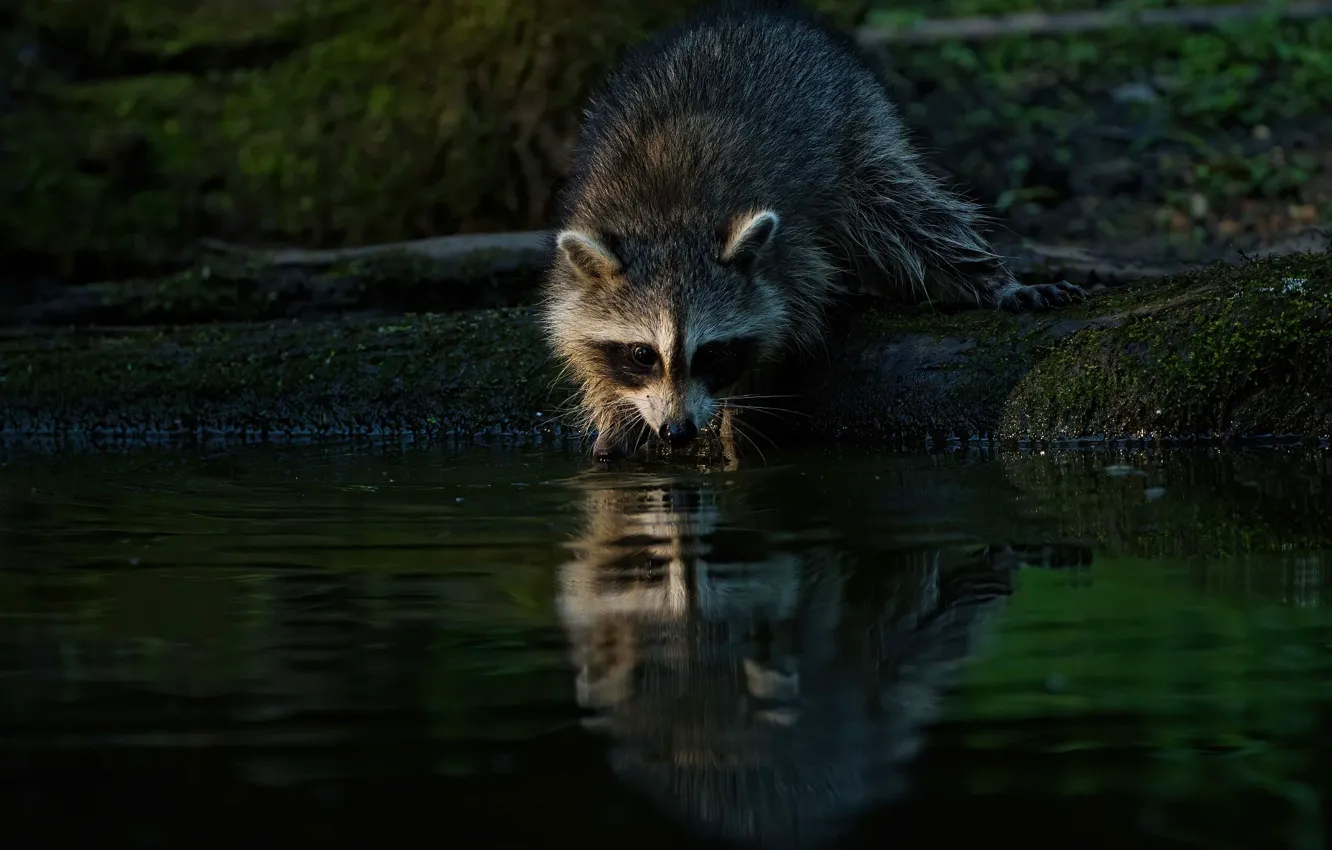Photo wallpaper reflection, the dark background, shore, raccoon, log, pond, a gargle