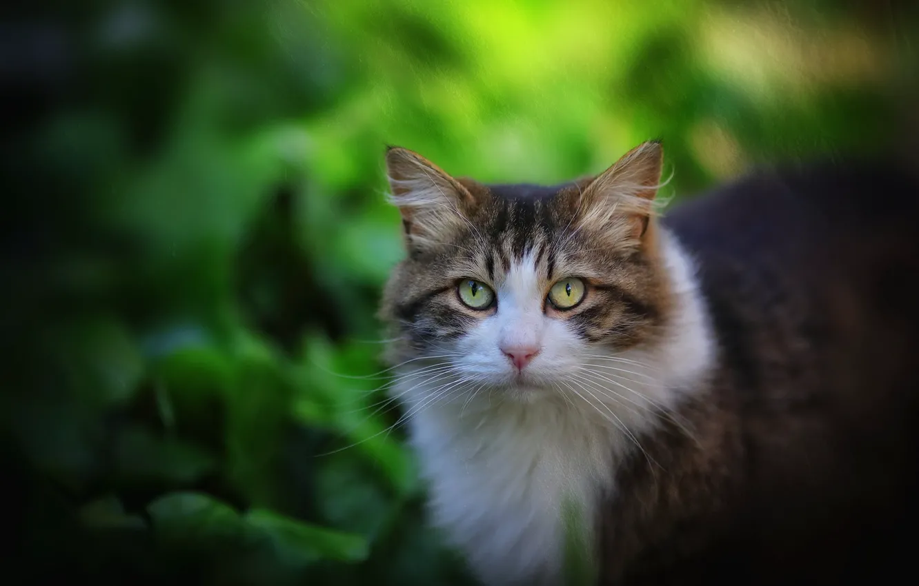 Photo wallpaper cat, cat, foliage