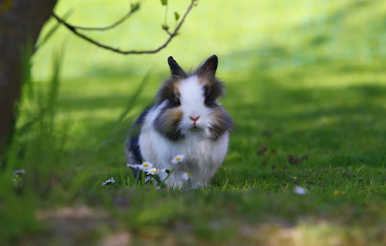 Photo wallpaper grass, flowers, branches, nature, glade, rabbit, face, Bunny