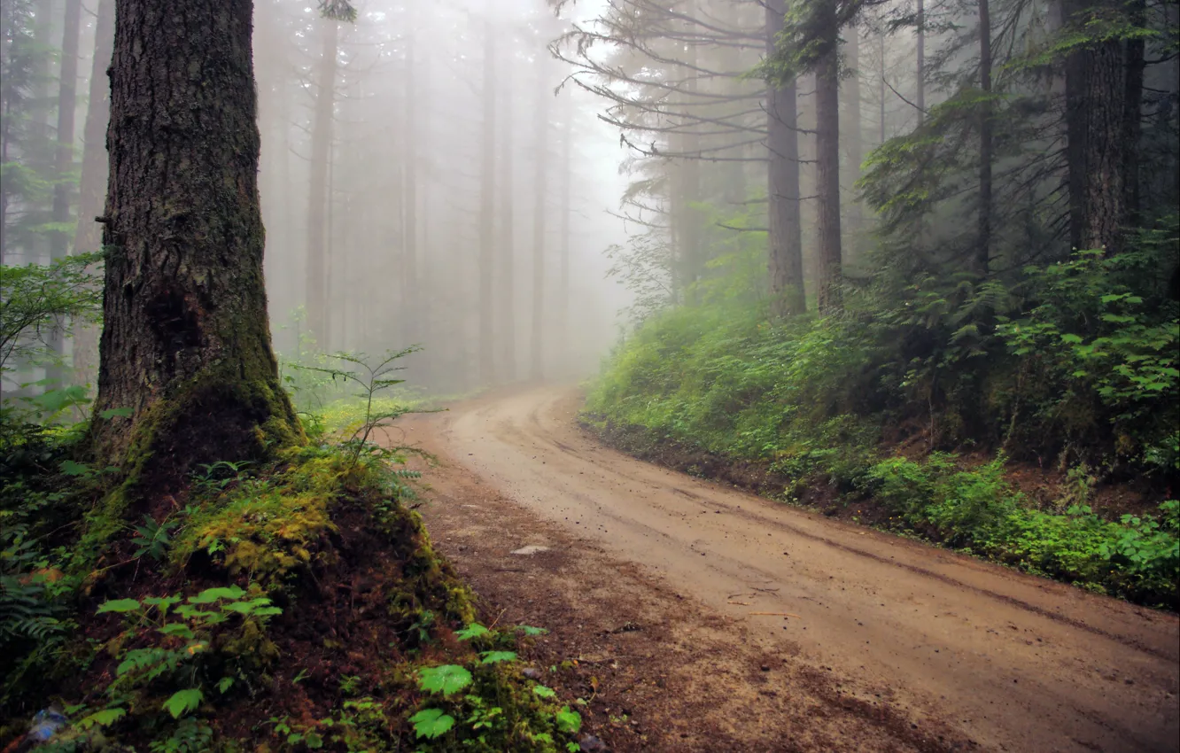 Photo wallpaper road, forest, fog