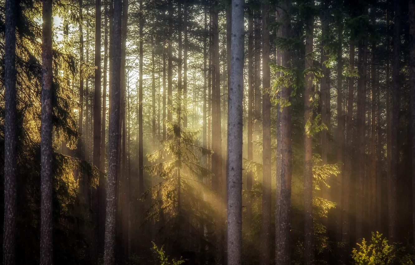 Photo wallpaper forest, light, nature, morning