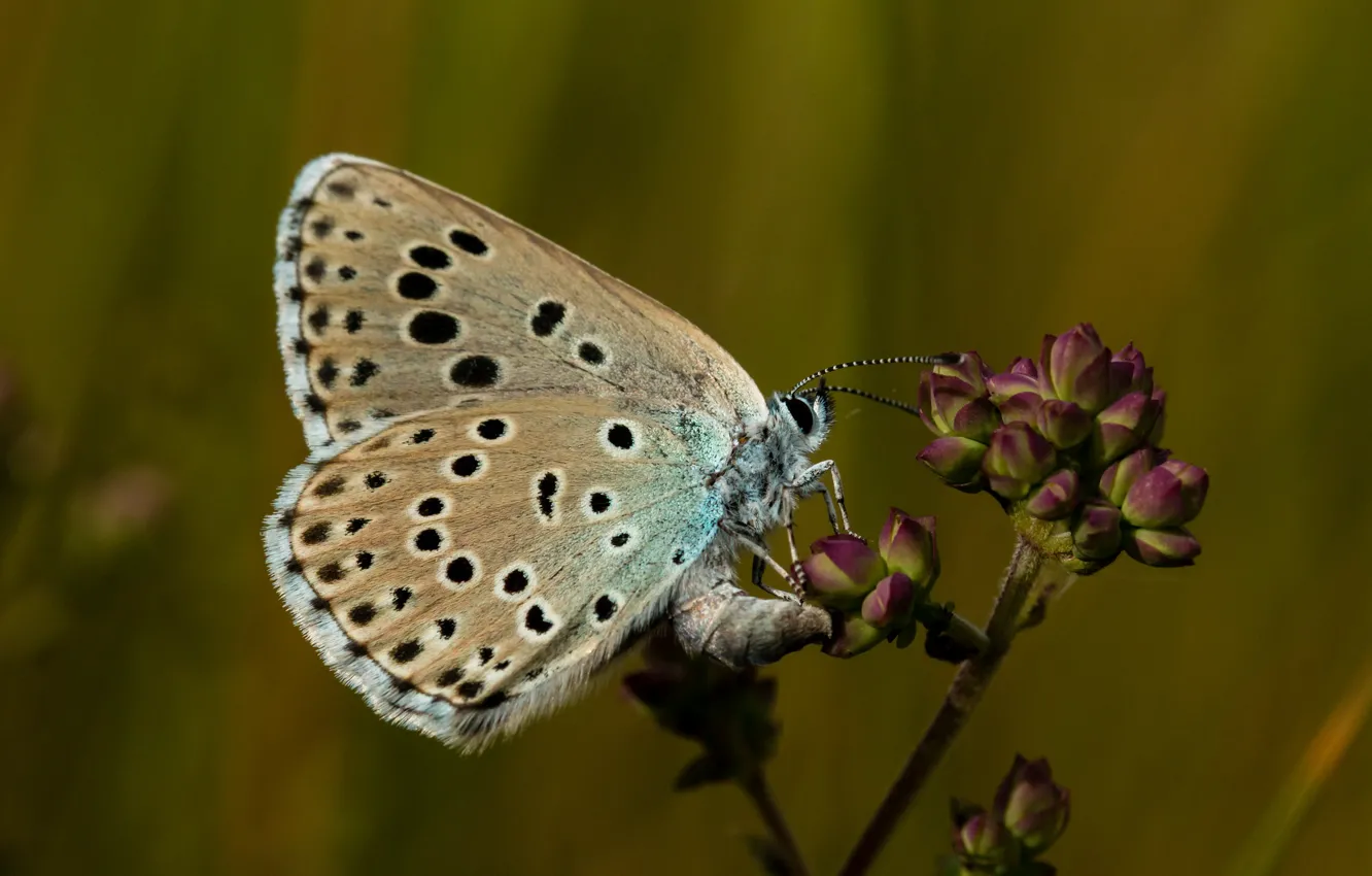 Photo wallpaper summer, background, butterfly