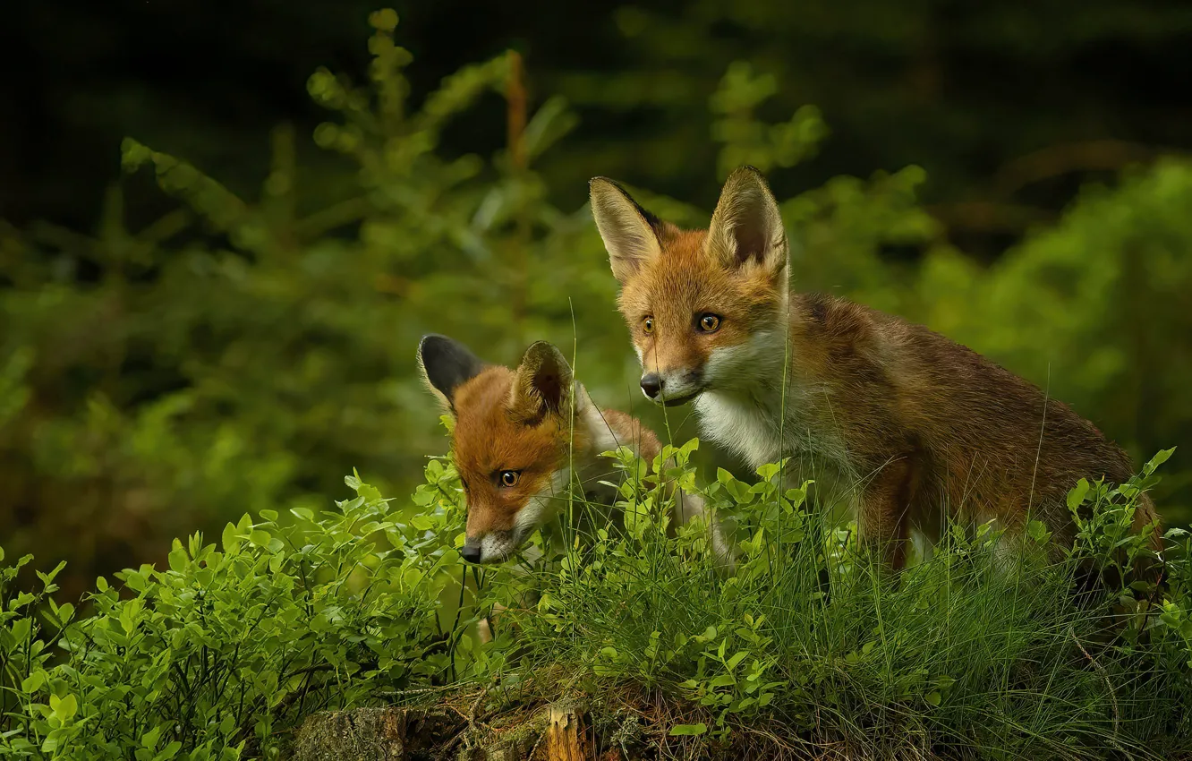 Photo wallpaper baby, Fox, Fox