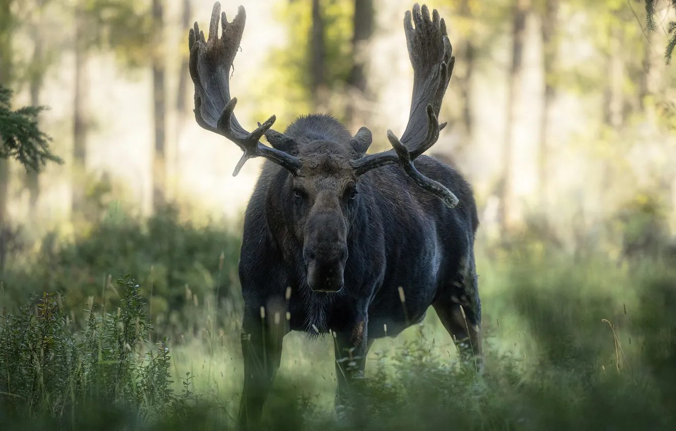 Photo wallpaper forest, grass, look, face, rays, light, trees, fog