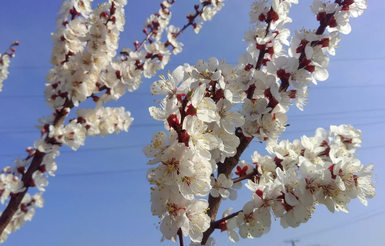 Photo wallpaper the sky, branches, April, spring 2018, Mamala ©