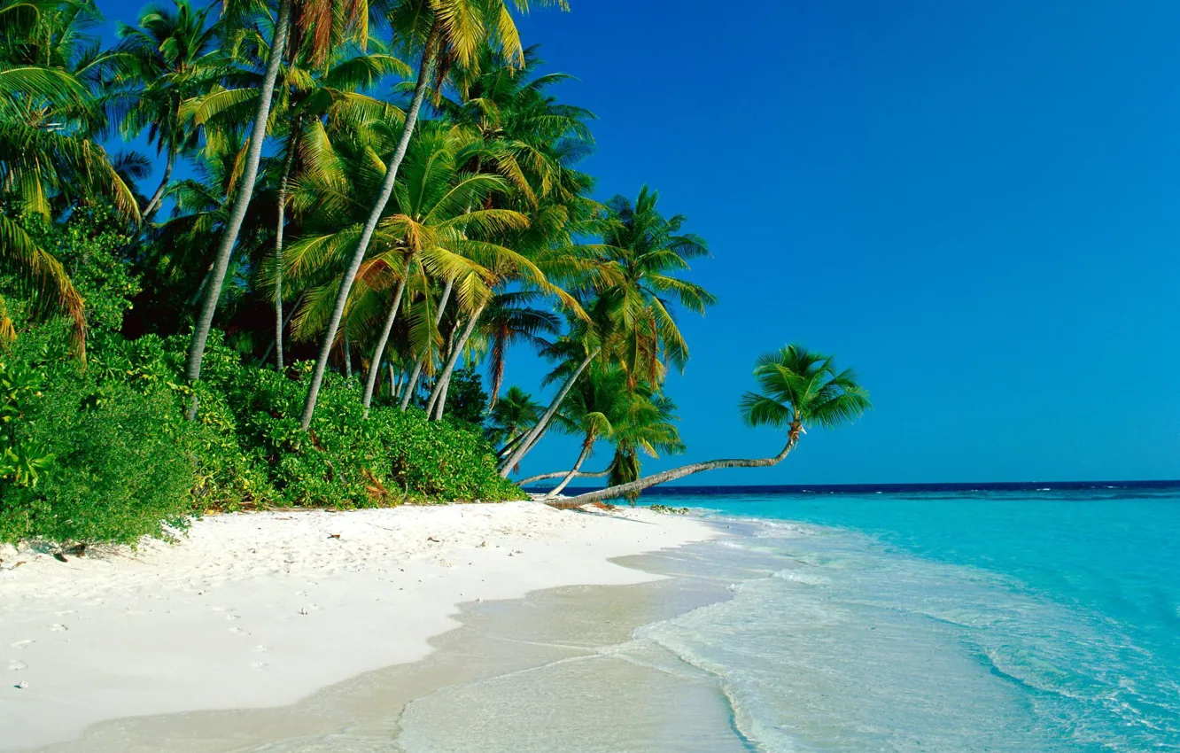Photo wallpaper sand, sea, palm trees, thickets, coast