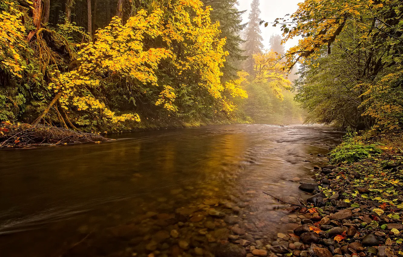Photo wallpaper autumn, forest, the sky, trees, river, stones